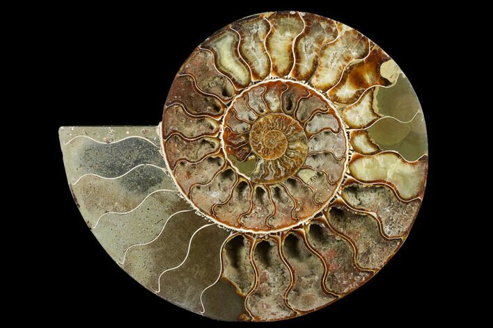 Cut & Polished Ammonite Fossil (Half) - Crystal Filled #184258